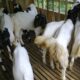 Pemilihan bibit kambing etawa