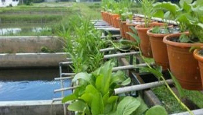 Budidaya ikan hemat air