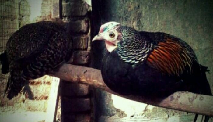 Cara Budidaya Ayam Hutan untuk Pemula