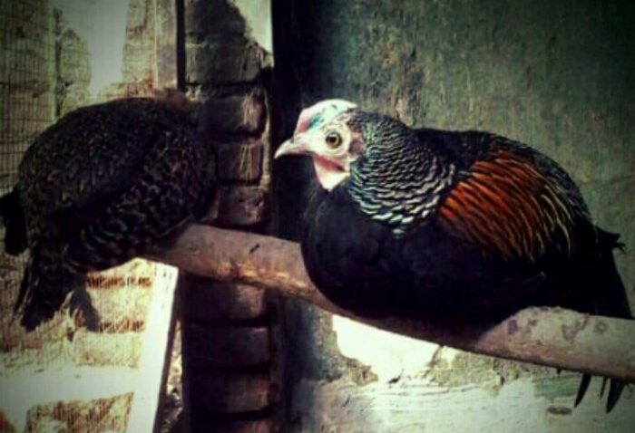 Cara Budidaya Ayam Hutan untuk Pemula