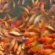 Bau lumpur pada ikan nila