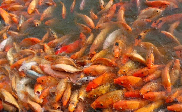 Bau lumpur pada ikan nila