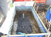 Pemeliharaan Ikan Lele Kolam Terpal