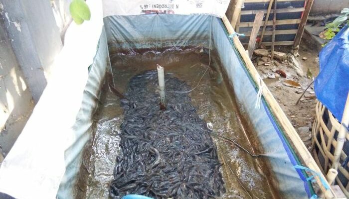 Pemeliharaan Ikan Lele Kolam Terpal