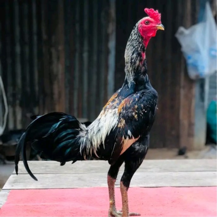 Keunggulan ayam bangkok super