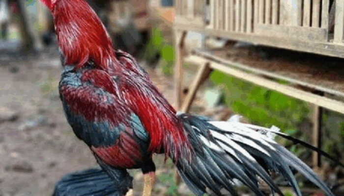 Obat Tradisional Untuk Ayam Bangkok