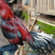 Obat tradisional untuk ayam bangkok