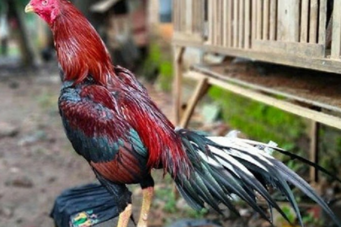 Jadwal Latihan Ayam Bangkok