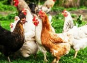Analisa Usaha Ayam Broiler 1000 Ekor