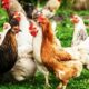 Langkah awal ternak ayam kampung