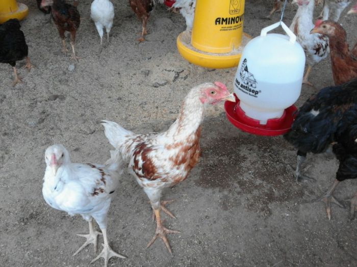 Obat Tradisional Untuk Ayam Kampung