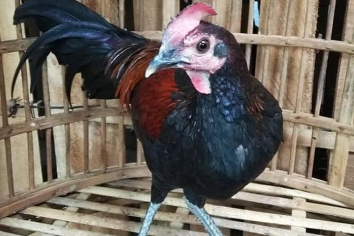 Vitamin Untuk Ayam Hutan Pertumbuhan Cepat
