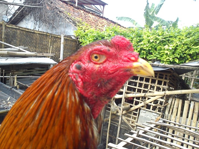 Membedakan ayam bangkok jantan dan betina