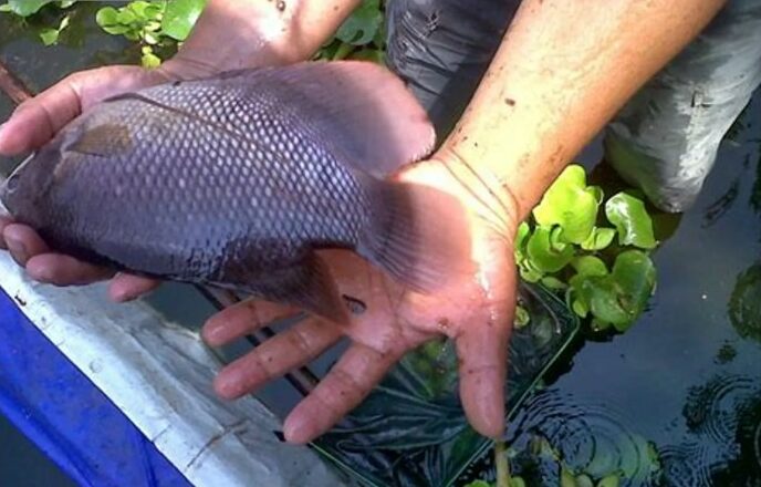 Ikan segar berkualitas gurame tokopedia Ikan segar berkualitas gurame tokopedia