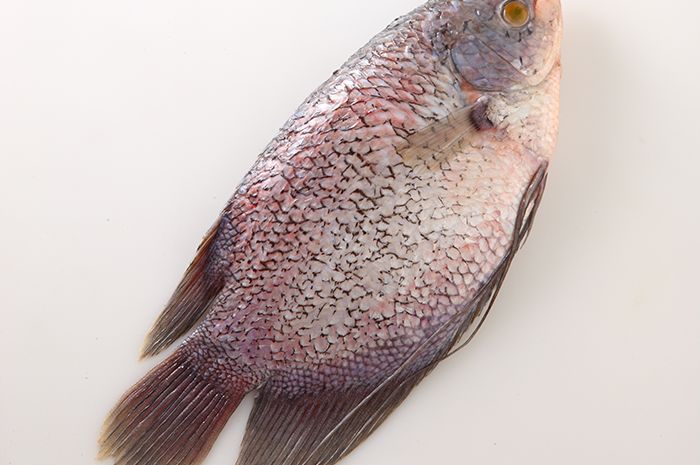 Bau lumpur pada ikan gurame