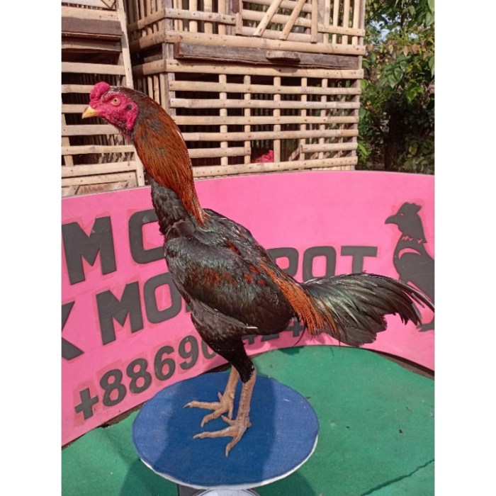 Ayam agar berternak Persiapan kontes ayam bangkok