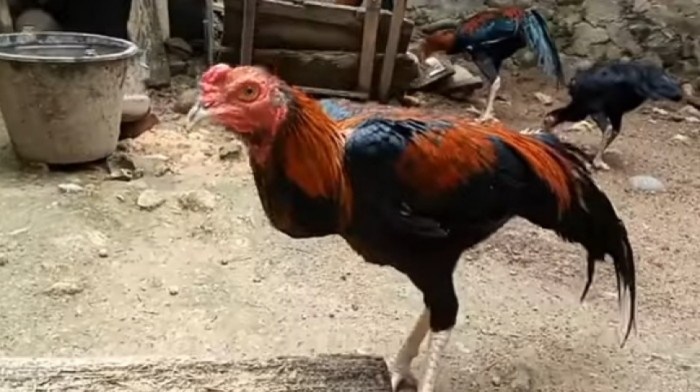 Senam Kaki Ayam Bangkok
