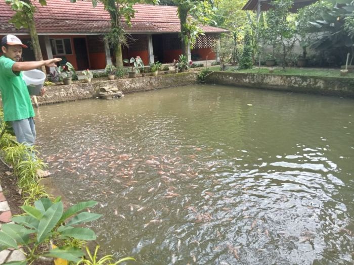 Pasar ikan nila terdekat