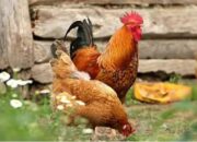 Pemisahan Anakan Ayam Kampung