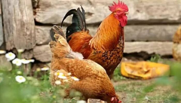 Pemisahan Anakan Ayam Kampung