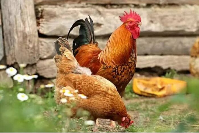 Pemisahan anakan ayam kampung