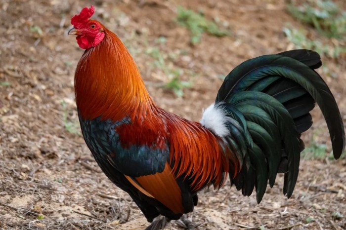 Ayam bongkar sipendik ternak kami rahasia kandang petarung membuat sehat statically jenis menguntungkan
