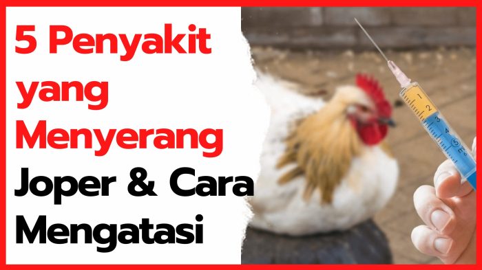 Mengatasi ayam kampung stres