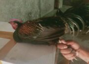 Supplier Ayam Hutan Terpercaya