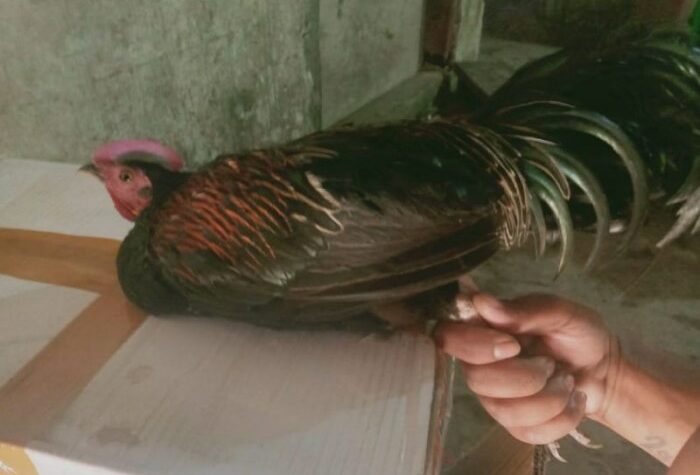 Supplier Ayam Hutan Terpercaya