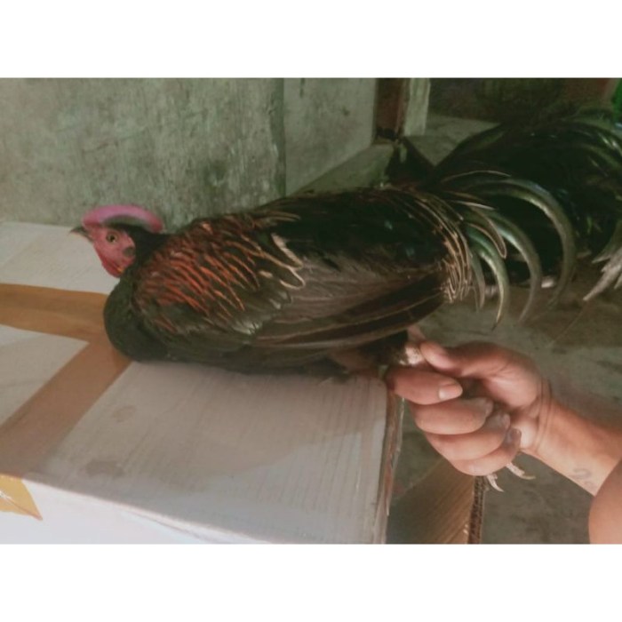 Hutan ayam ternakan petani warisan jantan