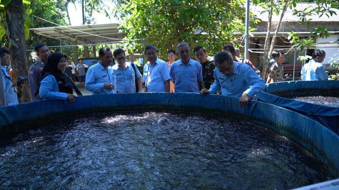 Budidaya ikan lele padat tebar