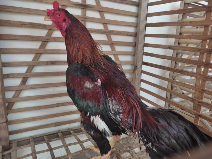 Cara merawat ayam bangkok