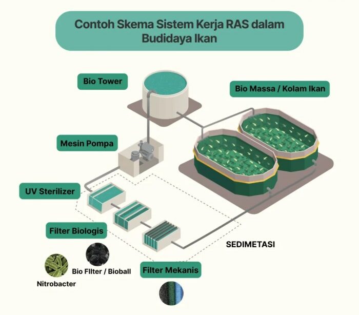 Budidaya ras aquaponik ikan teknik barat nila pekerja jawa mengintip akuakultur bandung merawat tangki kabupaten rabu batujajar sistem teknologi aquaculture Budidaya ikan sistem RAS