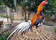 Peluang usaha ayam bangkok
