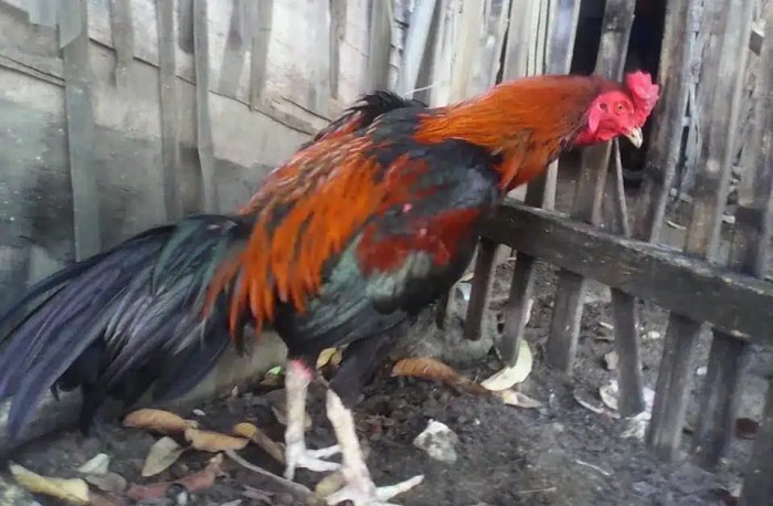 Pakan alternatif ayam bangkok