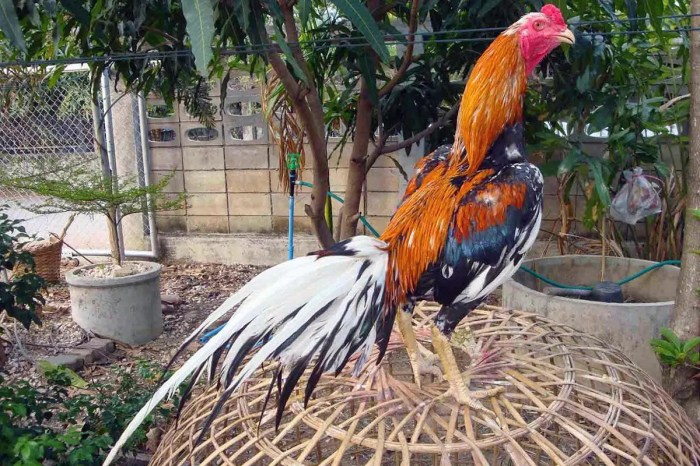Panduan Beternak Ayam Bangkok Pemula