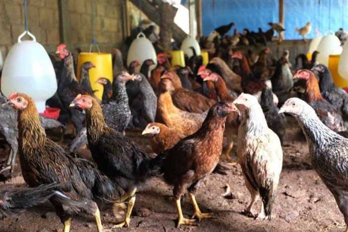Mengatasi ayam kampung stres