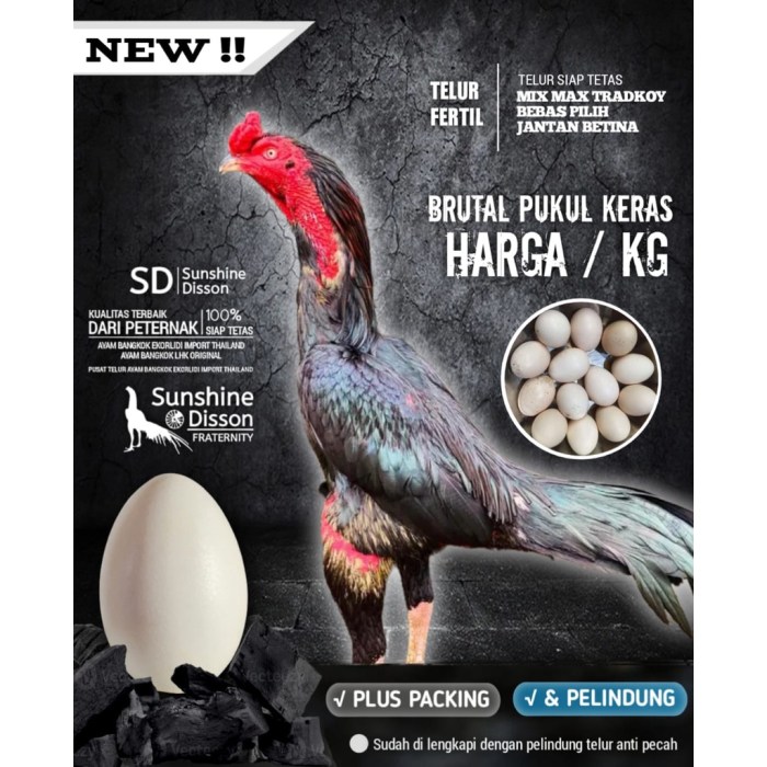 Harga ayam bangkok 2024/2025