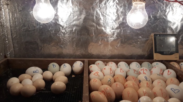 Jual Telur Ayam Hutan Fertil