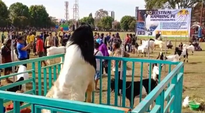 Kambing Etawa Cepat Panen