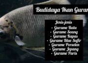Cara Budidaya Ikan Gurame