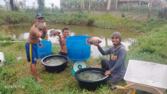 Modal usaha ternak gurame