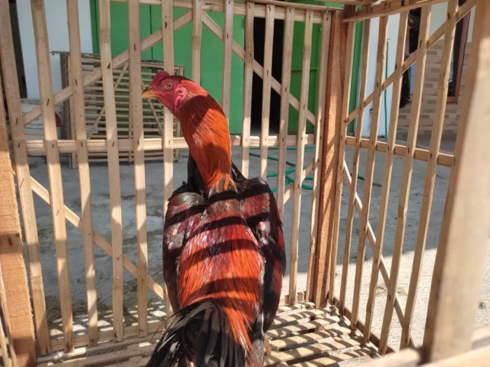 Memilih bibit ayam bangkok unggul
