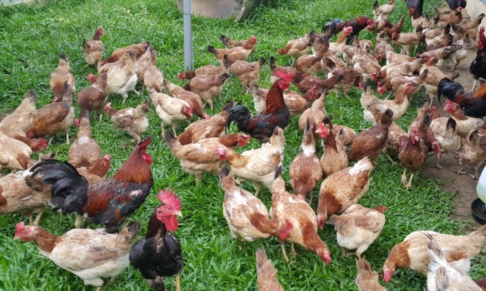 Ayam kampung ternakan usahawan bebas ladang lepas
