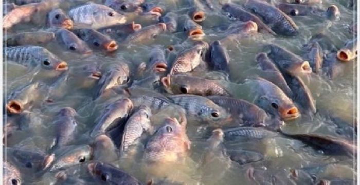 Cara Pembenihan Ikan Gurame