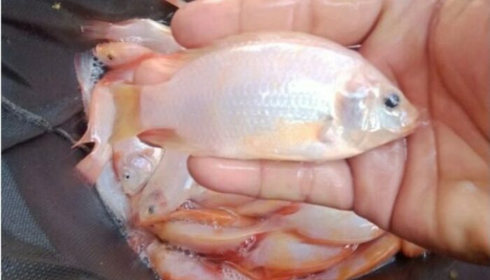 Bau Lumpur Pada Ikan Gurame