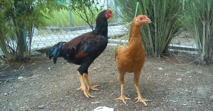 Indukan ayam kampung berkualitas