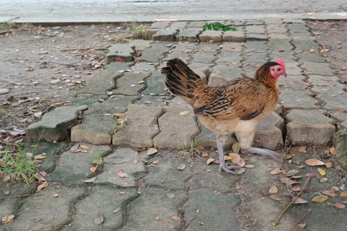 Ayam kampung ternak kandang tentang sekilas ras Ayam kampung ternak kandang tentang sekilas ras