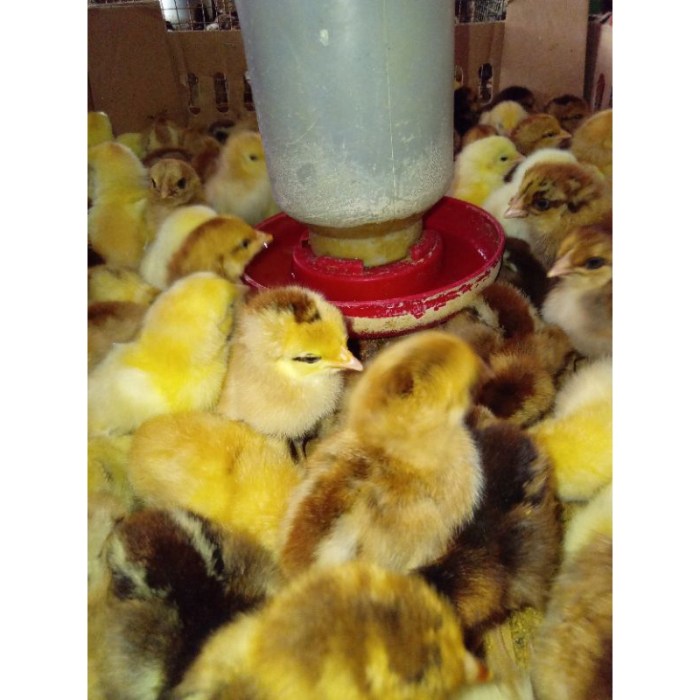 Vaksinasi ayam kampung