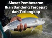 Pembesaran Ikan Dalam Budidaya